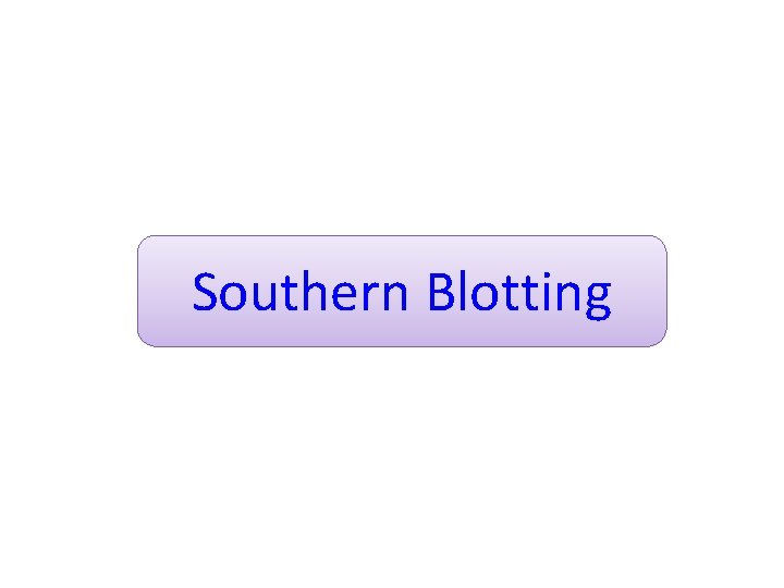 Southern Blotting 