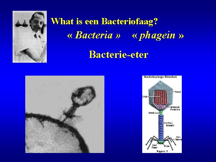 What is een Bacteriofaag? « Bacteria » « phagein » Bacterie-eter 