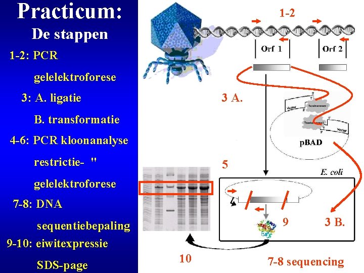 Practicum: 1 -2 De stappen 1 -2: PCR gelelektroforese 3: A. ligatie 3 A.