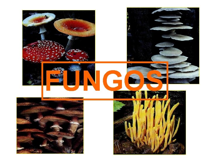 FUNGOS 