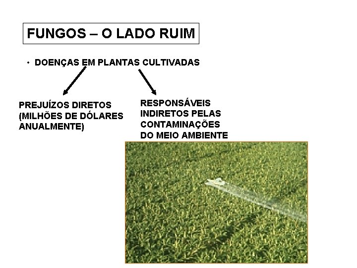 FUNGOS – O LADO RUIM • DOENÇAS EM PLANTAS CULTIVADAS PREJUÍZOS DIRETOS (MILHÕES DE