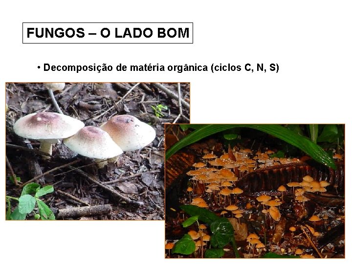 FUNGOS – O LADO BOM • Decomposição de matéria orgânica (ciclos C, N, S)