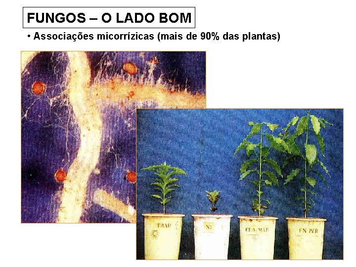 FUNGOS – O LADO BOM • Associações micorrízicas (mais de 90% das plantas) 