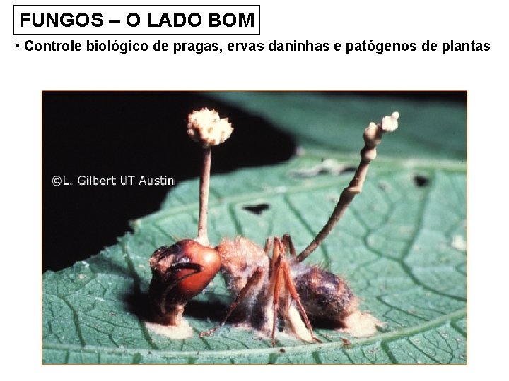 FUNGOS – O LADO BOM • Controle biológico de pragas, ervas daninhas e patógenos