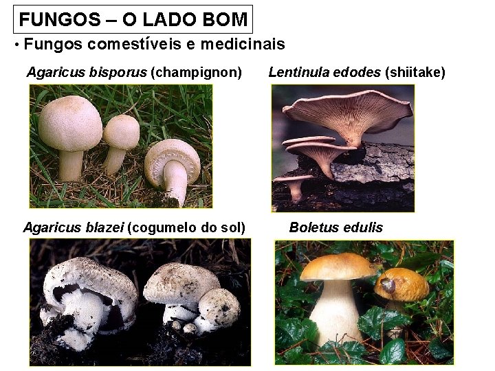 FUNGOS – O LADO BOM • Fungos comestíveis e medicinais Agaricus bisporus (champignon) Agaricus