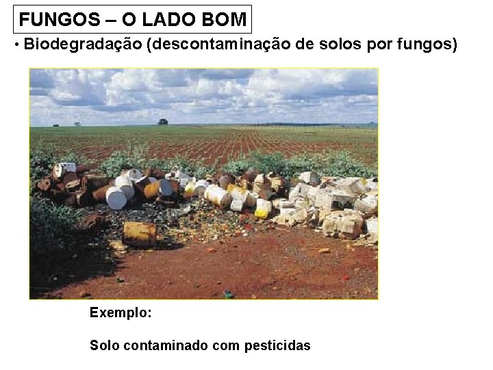 FUNGOS – O LADO BOM • Biodegradação (descontaminação de solos por fungos) Exemplo: Solo