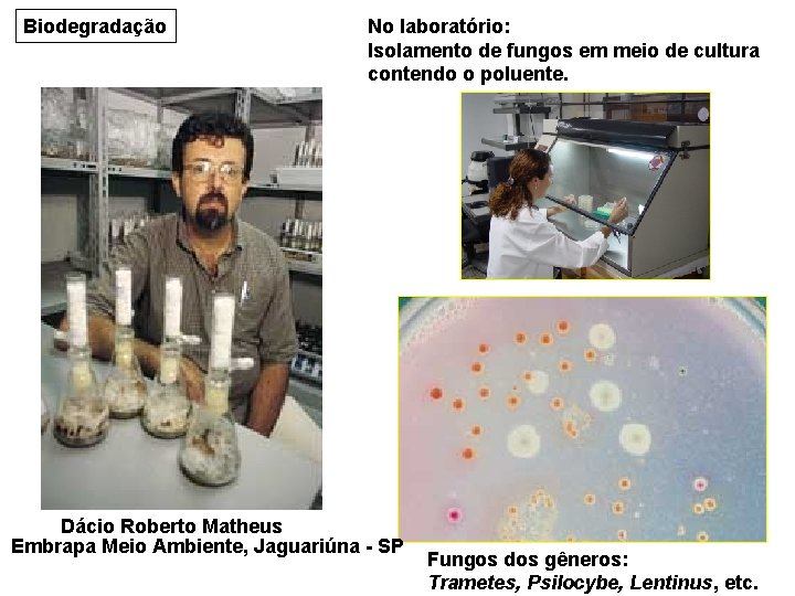 Biodegradação No laboratório: Isolamento de fungos em meio de cultura contendo o poluente. Dácio