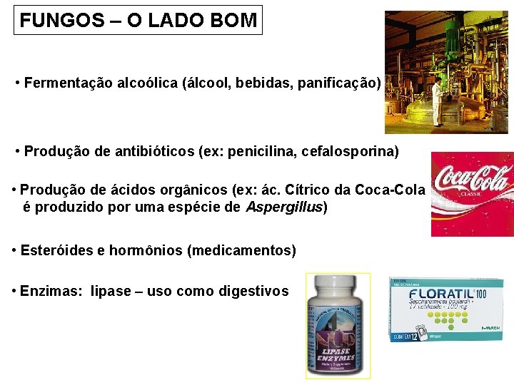 FUNGOS – O LADO BOM • Fermentação alcoólica (álcool, bebidas, panificação) • Produção de