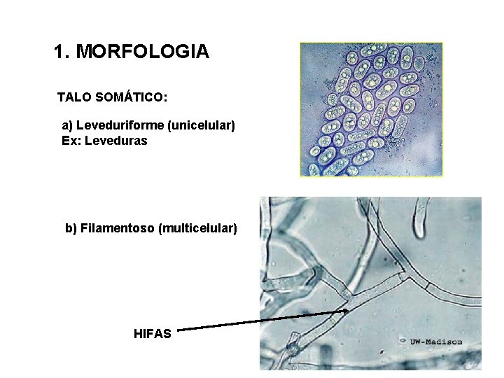1. MORFOLOGIA TALO SOMÁTICO: a) Leveduriforme (unicelular) Ex: Leveduras b) Filamentoso (multicelular) HIFAS 