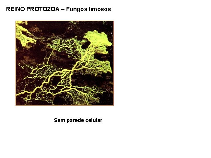 REINO PROTOZOA – Fungos limosos Sem parede celular 
