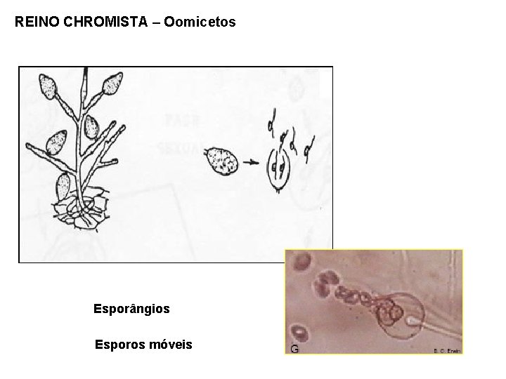 REINO CHROMISTA – Oomicetos Esporângios Esporos móveis 