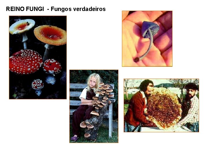 REINO FUNGI - Fungos verdadeiros 