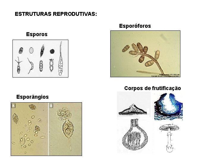 ESTRUTURAS REPRODUTIVAS: Esporóforos Esporos Corpos de frutificação Esporângios 