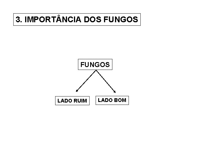 3. IMPORT NCIA DOS FUNGOS LADO RUIM LADO BOM 