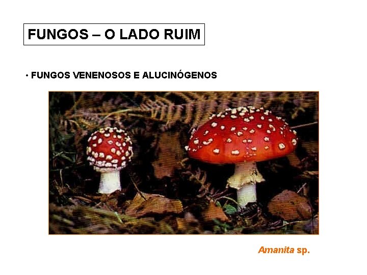 FUNGOS – O LADO RUIM • FUNGOS VENENOSOS E ALUCINÓGENOS Amanita sp. 