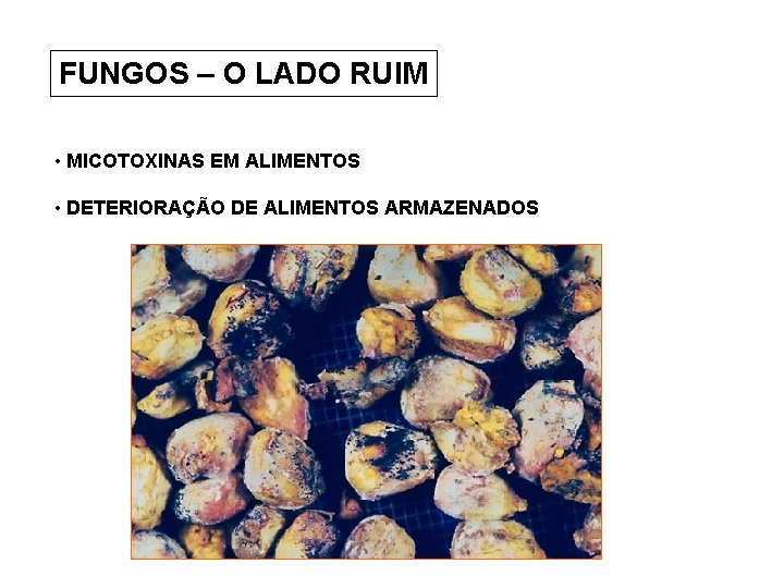 FUNGOS – O LADO RUIM • MICOTOXINAS EM ALIMENTOS • DETERIORAÇÃO DE ALIMENTOS ARMAZENADOS