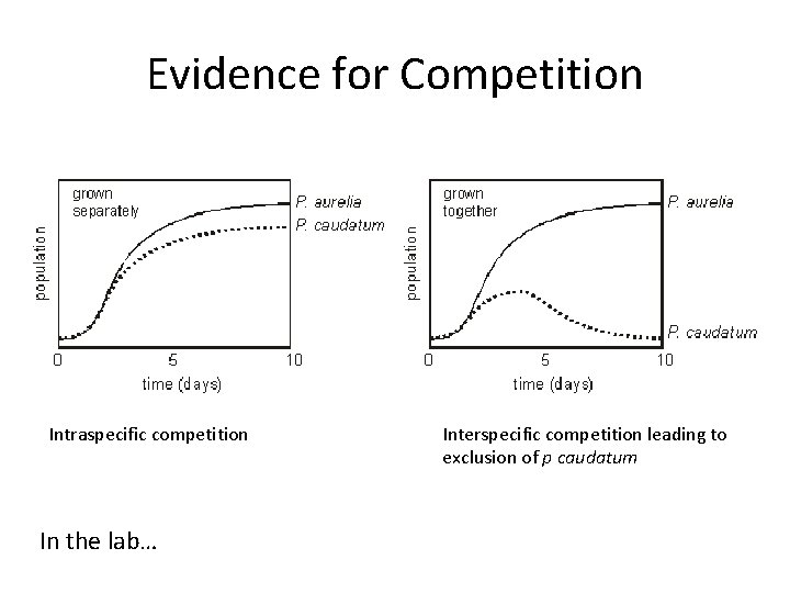 Evidence for Competition Intraspecific competition In the lab… Interspecific competition leading to exclusion of