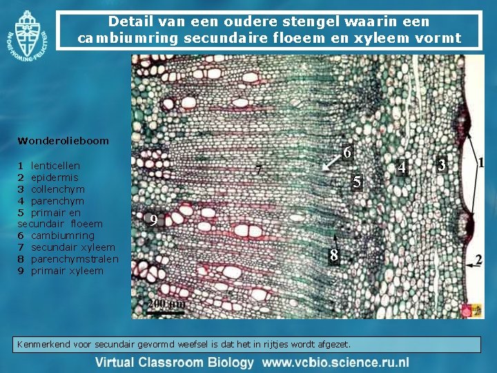 Detail van een oudere stengel waarin een cambiumring secundaire floeem en xyleem vormt Wonderolieboom