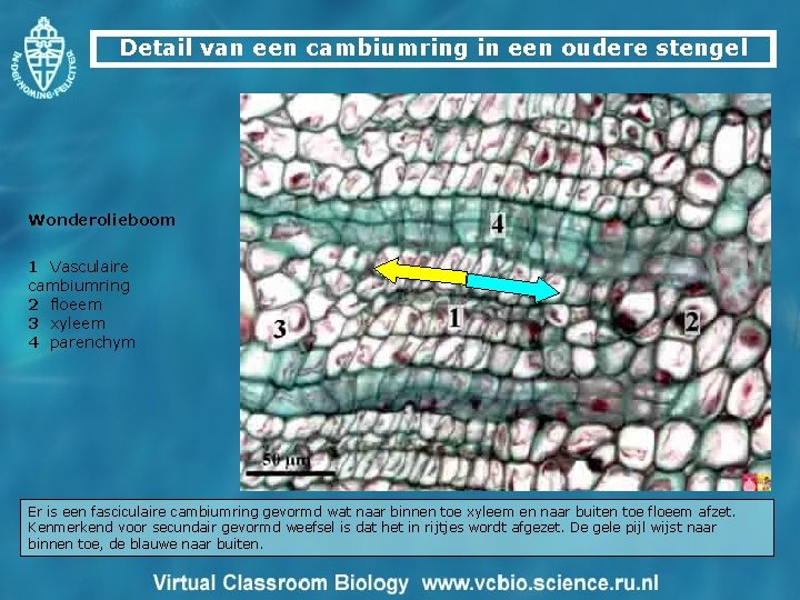 Detail van een cambiumring in een oudere stengel Wonderolieboom 1 Vasculaire cambiumring 2 floeem