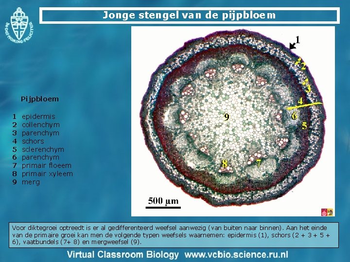 Jonge stengel van de pijpbloem Pijpbloem 1 2 3 4 5 6 7 8