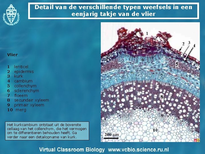 Detail van de verschillende typen weefsels in eenjarig takje van de vlier Vlier 1