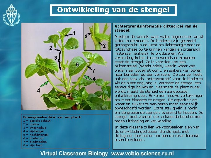 Ontwikkeling van de stengel Achtergrondsinformatie diktegroei van de stengel: Bovengrondse delen van een plant: