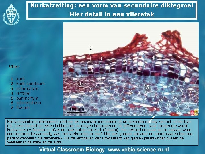 Kurkafzetting: een vorm van secundaire diktegroei Hier detail in een vlieretak Vlier 1 2