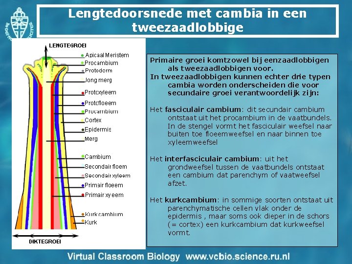 Lengtedoorsnede met cambia in een tweezaadlobbige Primaire groei komtzowel bij eenzaadlobbigen als tweezaadlobbigen voor.