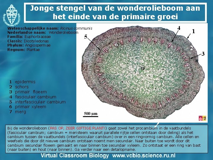 Jonge stengel van de wonderolieboom aan het einde van de primaire groei Wetenschappelijke naam: