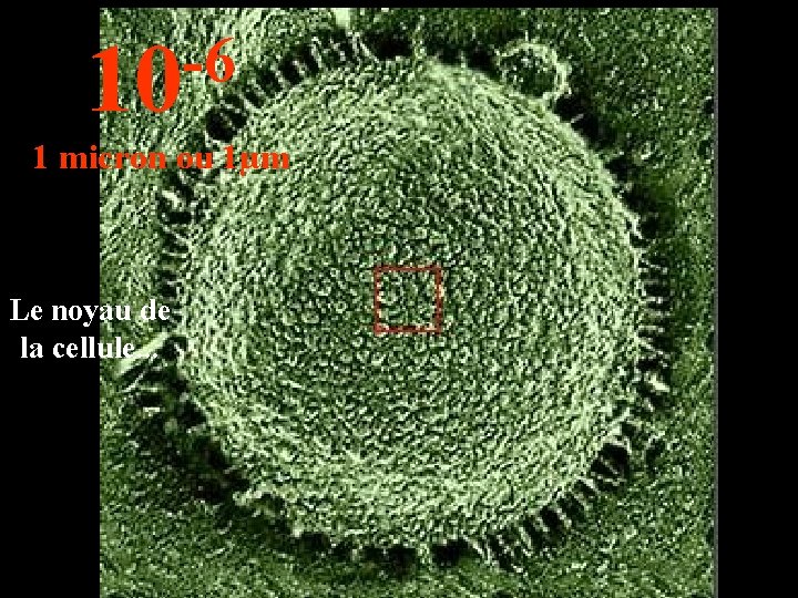 -6 10 1 micron ou 1µm Le noyau de la cellule. . . 