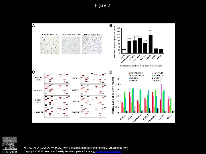 Figure 2 The American Journal of Pathology 2016 1863028 -3039 DOI: (10. 1016/j. ajpath.