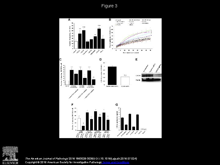 Figure 3 The American Journal of Pathology 2016 1863028 -3039 DOI: (10. 1016/j. ajpath.