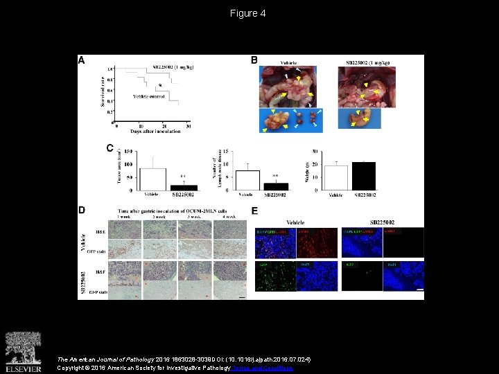 Figure 4 The American Journal of Pathology 2016 1863028 -3039 DOI: (10. 1016/j. ajpath.