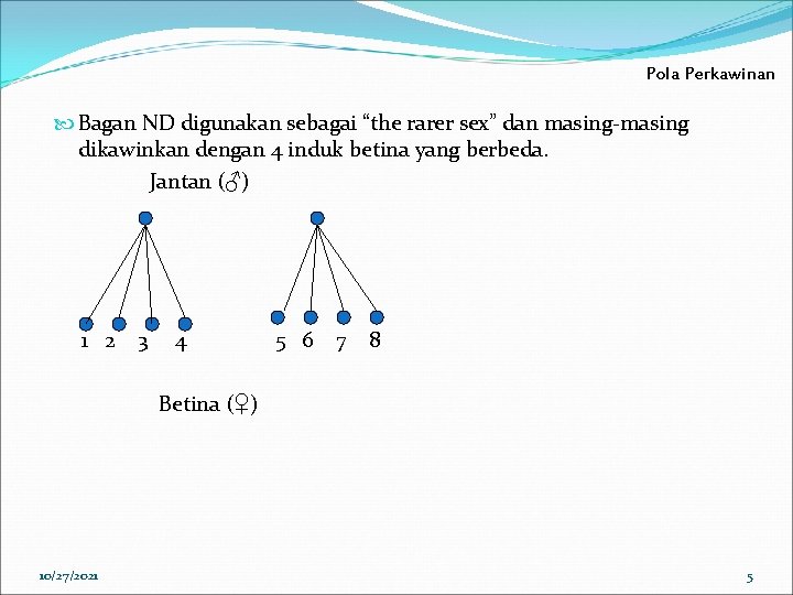 Pola Perkawinan Bagan ND digunakan sebagai “the rarer sex” dan masing-masing dikawinkan dengan 4