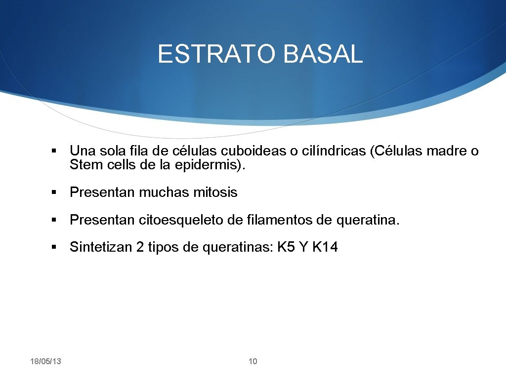 ESTRATO BASAL § Una sola fila de células cuboideas o cilíndricas (Células madre o