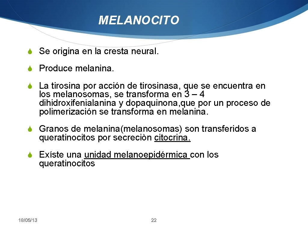 MELANOCITO S Se origina en la cresta neural. S Produce melanina. S La tirosina