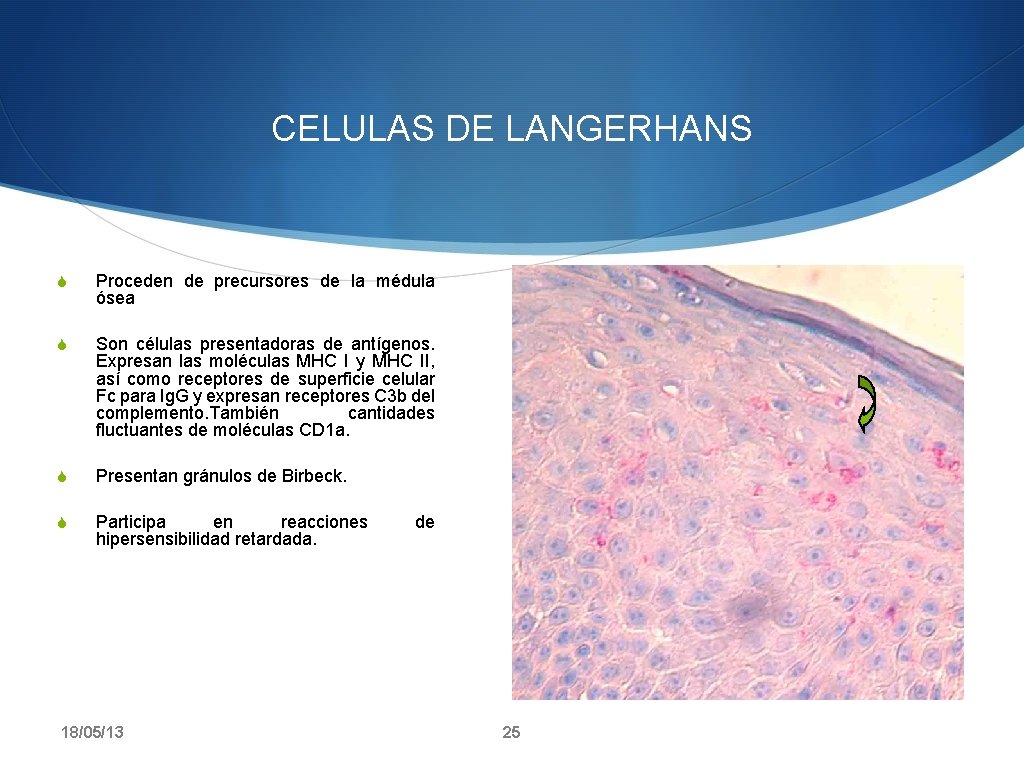 CELULAS DE LANGERHANS S Proceden de precursores de la médula ósea S Son células