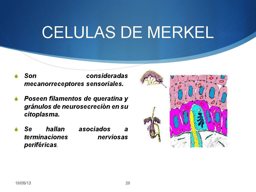 CELULAS DE MERKEL S Son consideradas mecanorreceptores sensoriales. S Poseen filamentos de queratina y