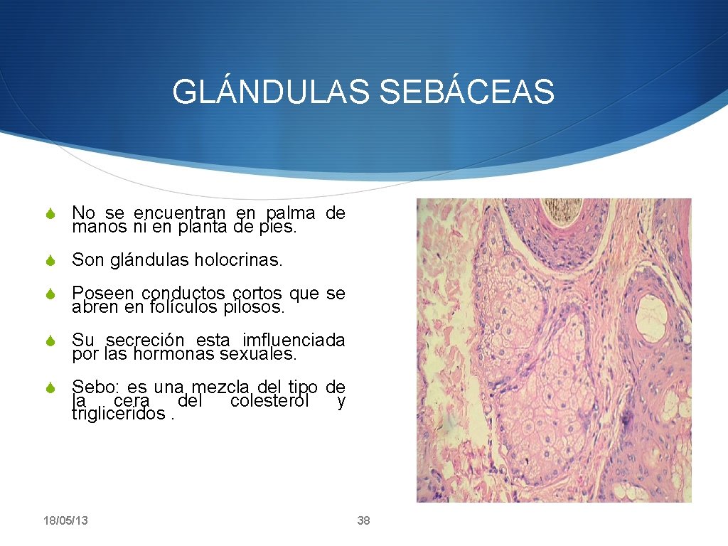 GLÁNDULAS SEBÁCEAS S No se encuentran en palma de manos ni en planta de