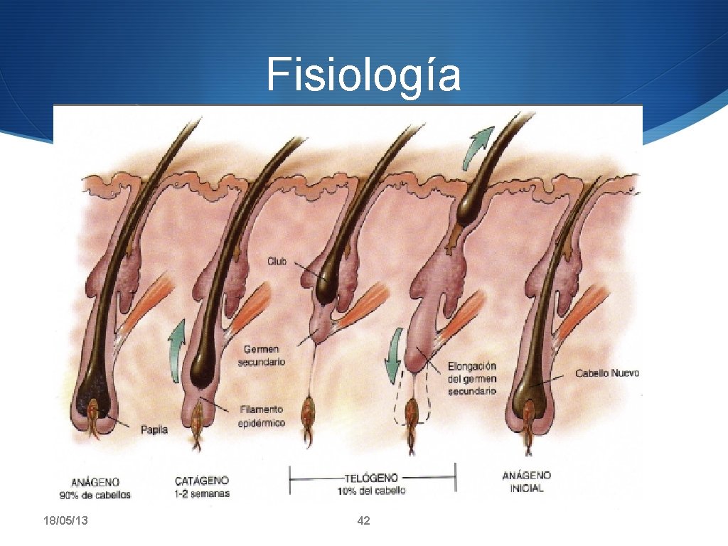 Fisiología 18/05/13 42 