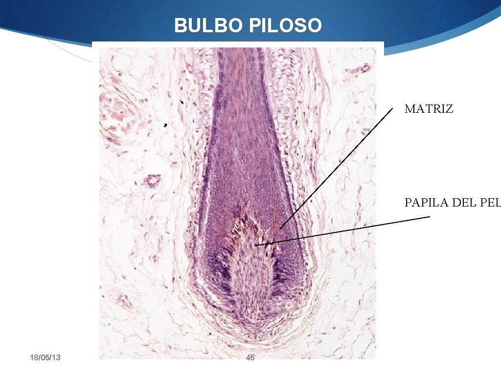 BULBO PILOSO MATRIZ PAPILA DEL PEL 18/05/13 46 