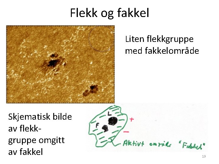 Flekk og fakkel Liten flekkgruppe med fakkelområde Skjematisk bilde av flekkgruppe omgitt av fakkel