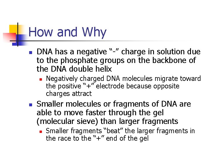 How and Why n DNA has a negative “-” charge in solution due to