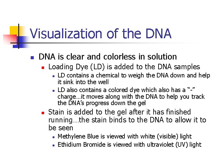 Visualization of the DNA n DNA is clear and colorless in solution n Loading