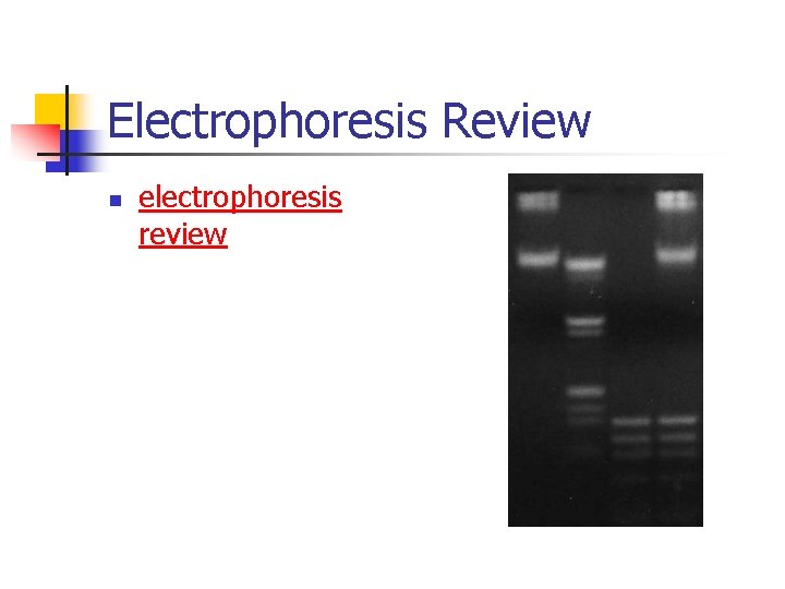 Electrophoresis Review n electrophoresis review 