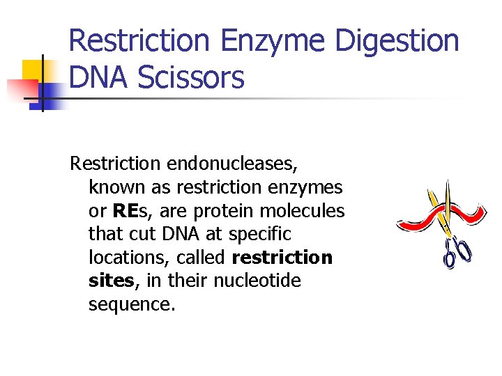 Restriction Enzyme Digestion DNA Scissors Restriction endonucleases, known as restriction enzymes or REs, are