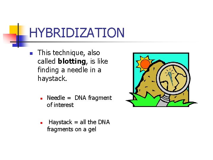 HYBRIDIZATION n This technique, also called blotting, is like finding a needle in a