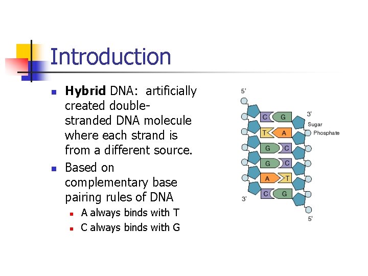 Introduction n n Hybrid DNA: artificially created doublestranded DNA molecule where each strand is