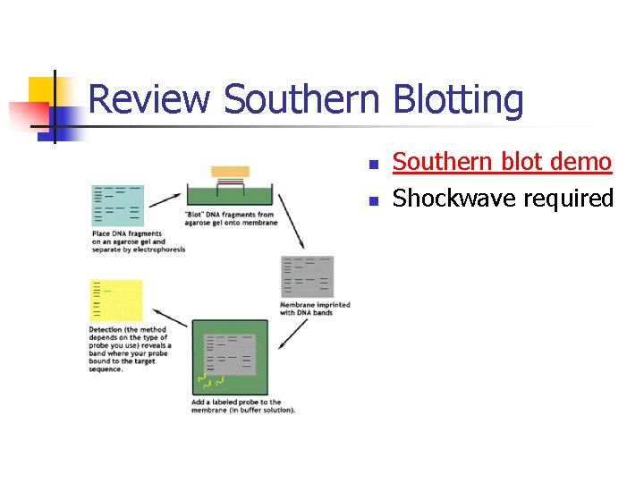Review Southern Blotting n n Southern blot demo Shockwave required 