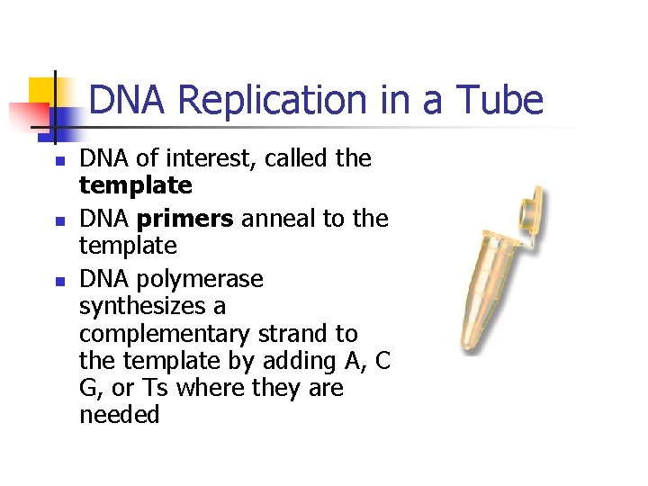 DNA Replication in a Tube n n n DNA of interest, called the template